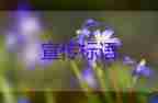 老人賣唯一住房被中介私吞60萬元，防詐騙心得體會3篇