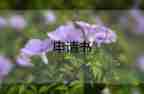 仲裁申請撤銷申請書優(yōu)質(zhì)8篇